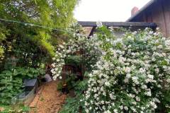 Einfamilienhaus auf sehr großem Grundstück für Handwerker und Gartenfreunde in Weferlingen