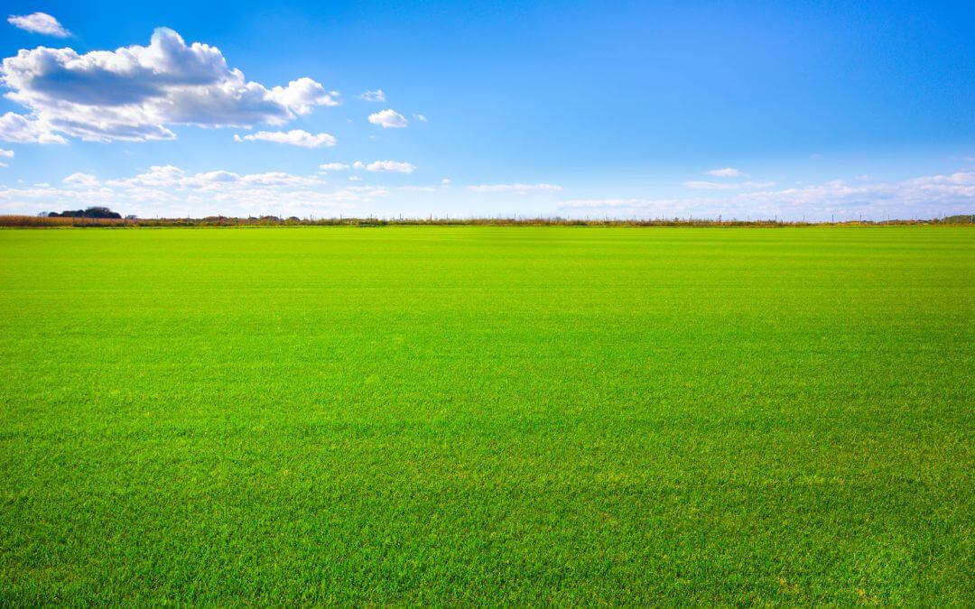 Wir suchen eine Wiese oder ein Feld, das sich zur Bebeauung eignet