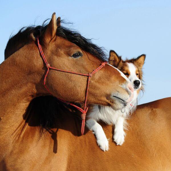 Ein braunes Pferd und ein Hund im Winter